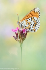 255 Wegerich-Scheckenfalter - Melitaea cinxia